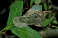 Phyllonorycter corylifoliella