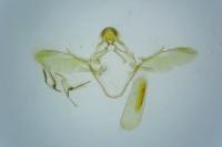 Ephestia woodiella