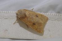 Sunira circellaris