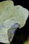 Phyllonorycter acerifoliella