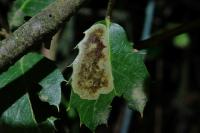 Phyllonorycter belotella