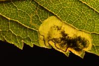 Stigmella plagicolella