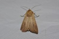 Mythimna unipuncta