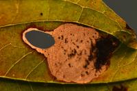 Antispila petryi