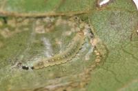 Phyllonorycter klemannella
