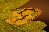 Stigmella regiella