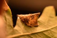 Parornix anglicella
