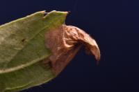 Phyllonorycter oxyacanthae