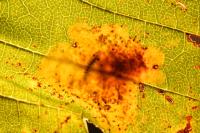 Cameraria ohridella