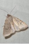 Caradrina kadenii