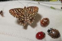 Chiasmia clathrata