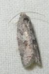 Cnephasia