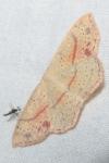 Cyclophora punctaria