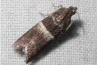 Elegia similella