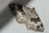 Epirrhoe alternata