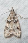 Eudonia delunella