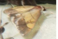 Evergestis limbata