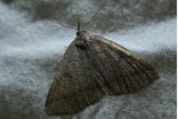 Herminia tarsipennalis