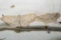 Idaea aversata