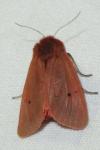Phragmatobia fuliginosa