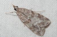 Scoparia ambigualis/basistrigalis