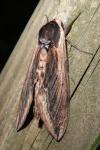 Sphinx ligustri