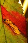Ectoedemia erythrogenella
