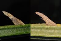 Coleophora calycotomella