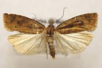 Epinotia caprana