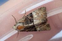 Mesoligia furuncula