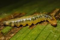 Udea ferrugalis