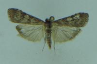 Nomophila noctuella