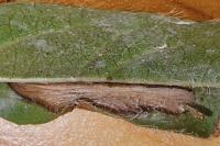 Phyllonorycter lantanella