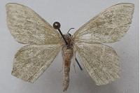 Hemithea aestivaria