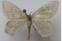Hemithea aestivaria