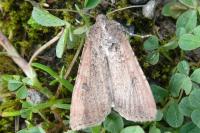 Peridroma saucia