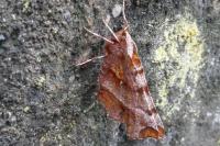 Selenia dentaria