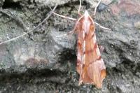 Selenia dentaria