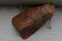 Orthosia cerasi