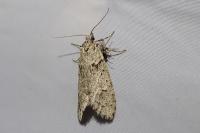 Diurnea fagella