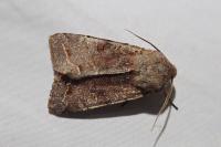 Orthosia incerta