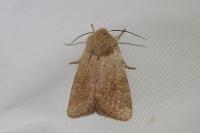 Orthosia cruda