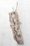 Xylocampa areola
