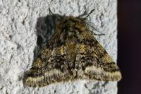 Lycia hirtaria