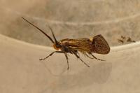 Esperia sulphurella