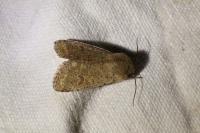 Orthosia cruda
