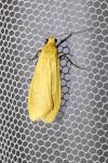Wittia sororcula
