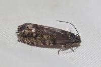 Pammene splendidulana