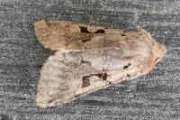 Orthosia gothica