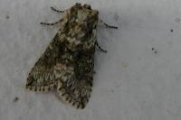 Polyploca ridens